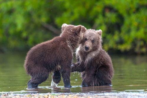 两只小熊图片,两只小熊的欢乐时光