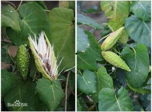 密萝图片,探寻神秘花海的奇幻之旅