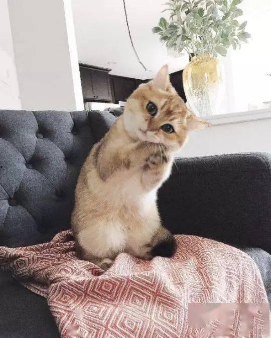 歪头杀表情包