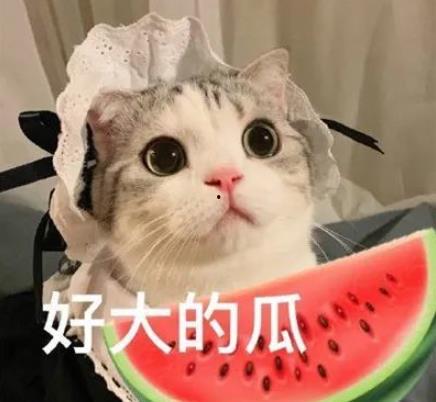娱乐吃瓜小猫咪小说,小猫咪的娱乐圈冒险之旅